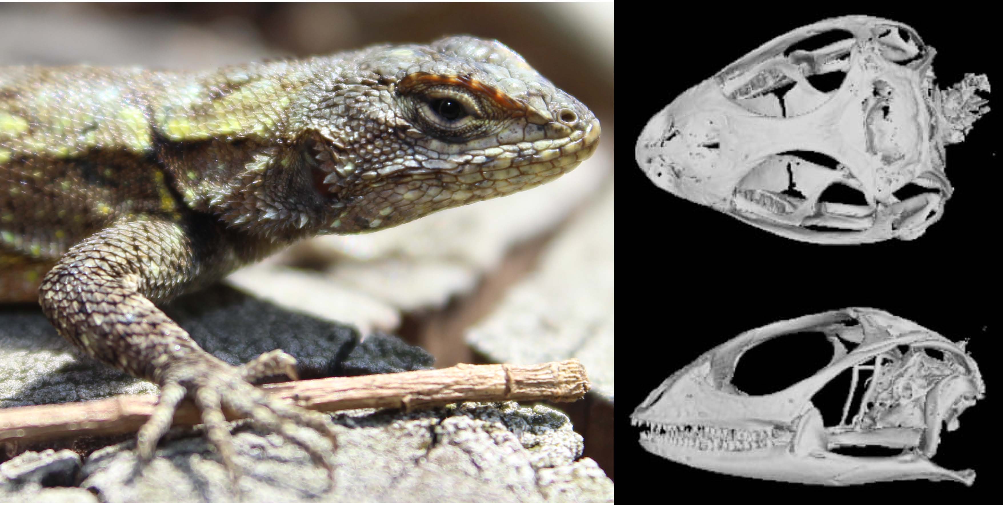 Image of Lizard and CT scans of Lizard skull