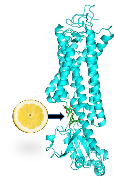 Image of a lemon pointing to a protein model of rhodopsin 