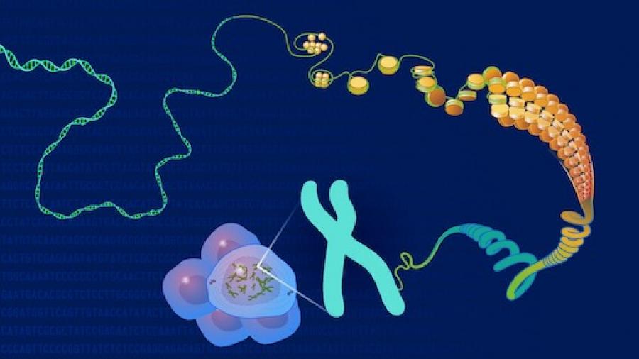 Image of a cell and magnified chromosome