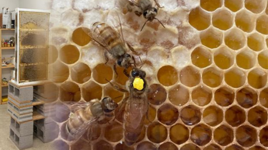 honey bees in honeycombs