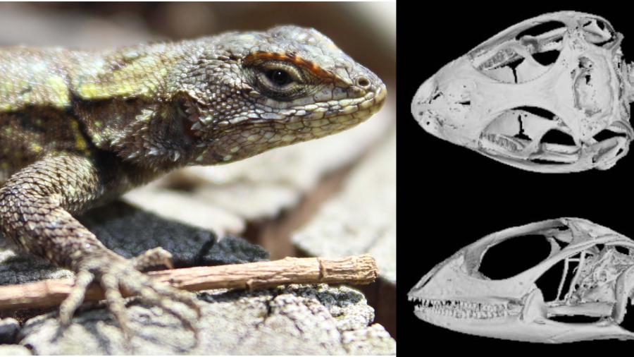 Image of Lizard and CT scans of Lizard skull