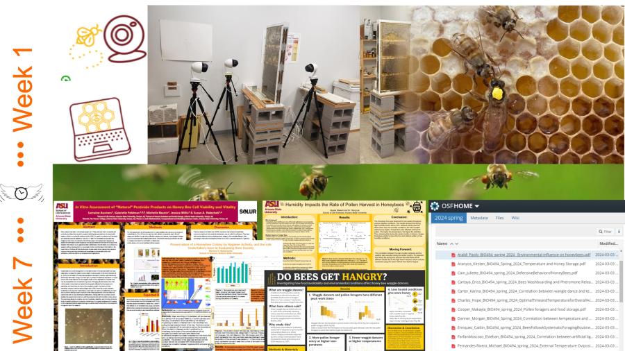 Photos of honeybees coming out of honeycombs and a laboratory setting with cameras to observe their behavior